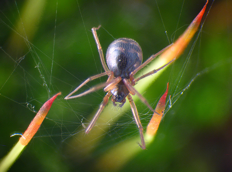 Linyphhiidae 2